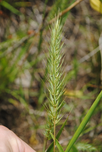 Elymus virginicus (Virginia wildrye) (alternate view 5)