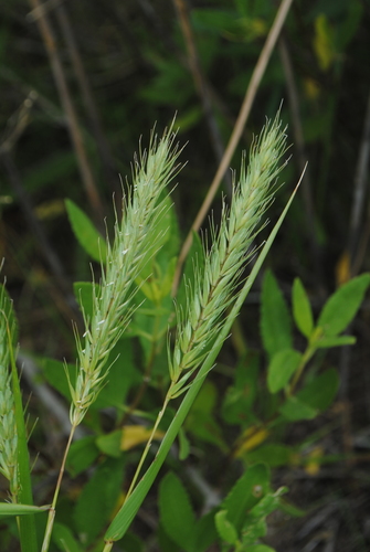 Elymus virginicus (Virginia wildrye) (alternate view 4)
