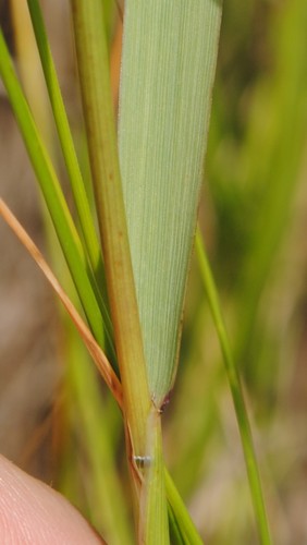 Elymus virginicus (Virginia wildrye) (alternate view 2)