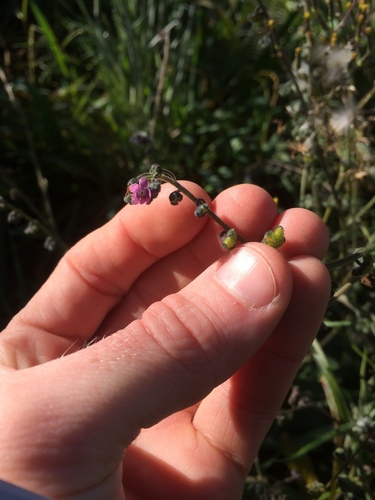 Cynoglossum australe (Australian Hound's-tongue) (alternate view 2)