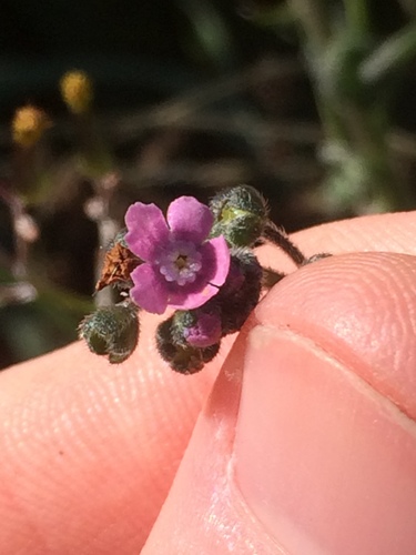 Cynoglossum australe (Australian Hound's-tongue)