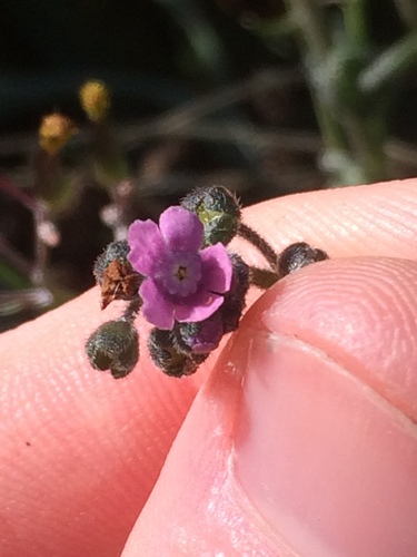 Cynoglossum australe (Australian Hound's-tongue) (alternate view 3)