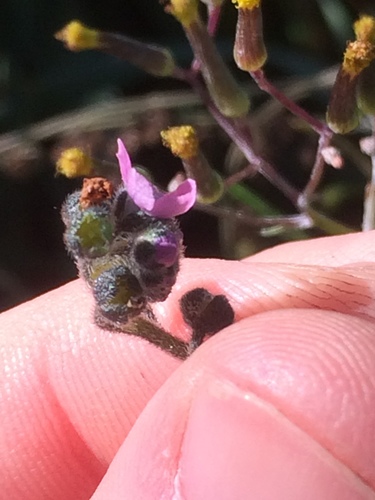 Cynoglossum australe (Australian Hound's-tongue) (alternate view 4)