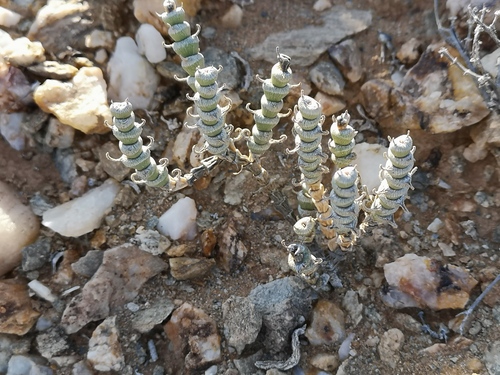 Mesembryanthemum (ice plants) (alternate view 7)