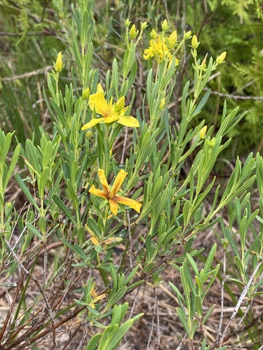 Hypericum kalmianum (Kalm St. John's Wort)