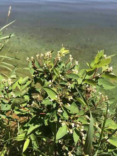 Apocynum × floribundum (intermediate dogbane) (alternate view 6)
