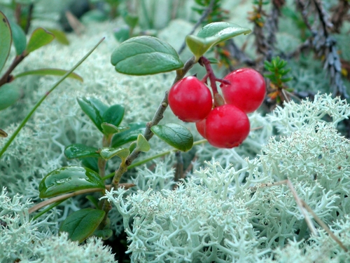 Vaccinium vitis-idaea (Lingonberry)