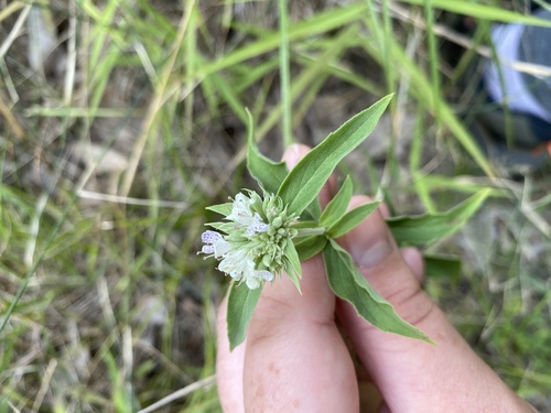 Pycnanthemum (mountain mints) (alternate view 5)