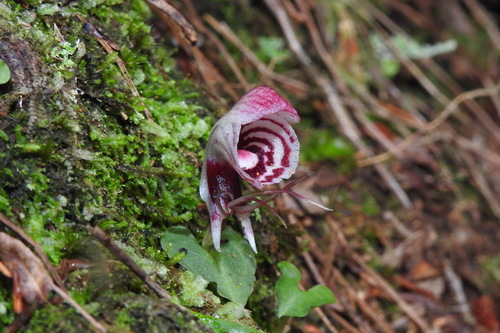 Corybas (Helmet orchids)