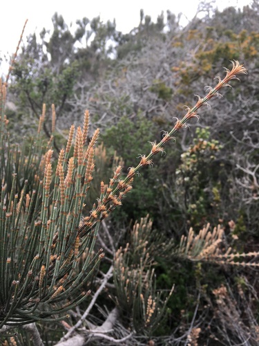 Allocasuarina (sheoaks) (alternate view 3)