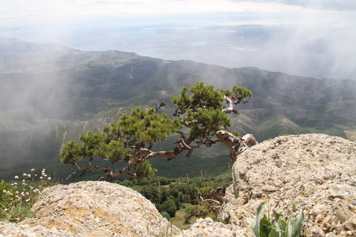 Pinus sylvestris (Scots Pine) (alternate view 8)