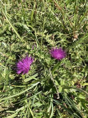 Cirsium acaulon (Stemless Thistle)