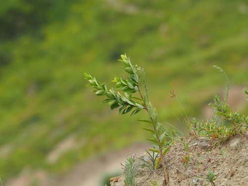 Wikstroemia indica (Bootlace Plant) (alternate view 5)