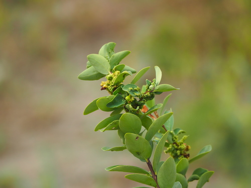Wikstroemia indica (Bootlace Plant) (alternate view 4)