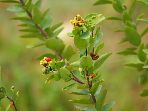 Wikstroemia indica (Bootlace Plant) (alternate view 3)