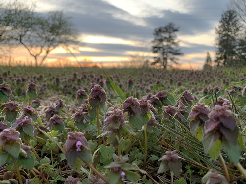 Lamium purpureum (red deadnettle)