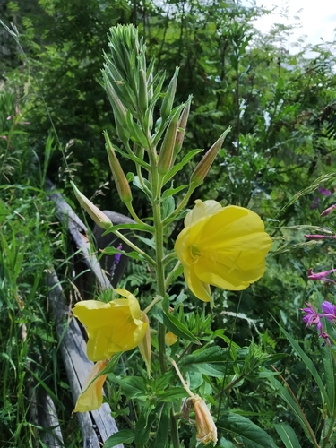 Oenothera glazioviana (Large-flowered Evening-primrose)