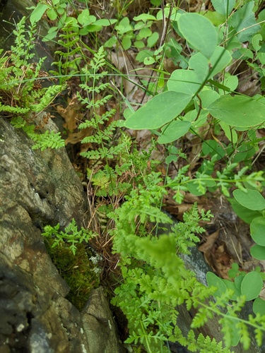 Woodsia obtusa (blunt woodsia) (alternate view 2)