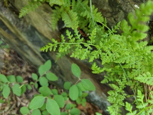 Woodsia obtusa (blunt woodsia) (alternate view 3)