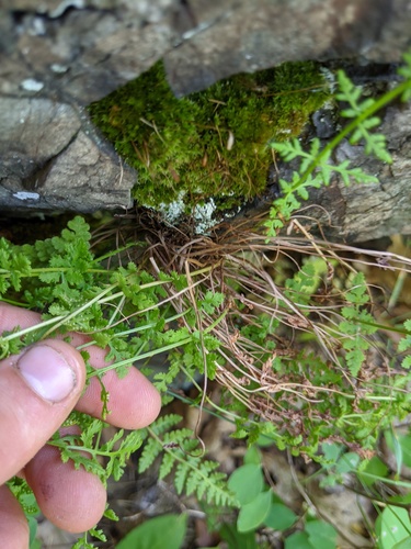 Woodsia obtusa (blunt woodsia) (alternate view 4)