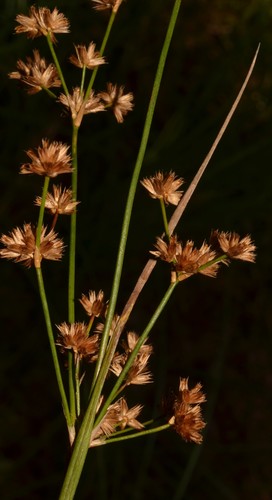 Juncus acuminatus (Knotty-leaf Rush) (alternate view 3)