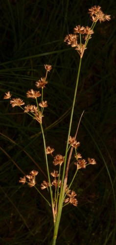 Juncus acuminatus (Knotty-leaf Rush) (alternate view 4)