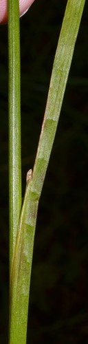 Juncus acuminatus (Knotty-leaf Rush) (alternate view 5)
