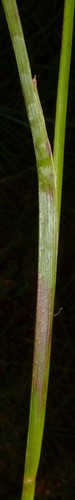 Juncus acuminatus (Knotty-leaf Rush) (alternate view 6)