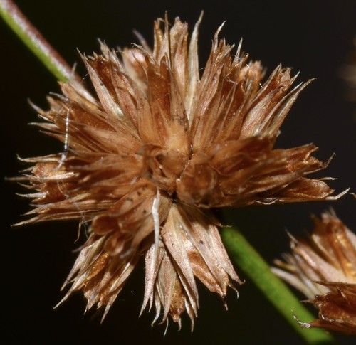 Juncus acuminatus (Knotty-leaf Rush) (alternate view 7)