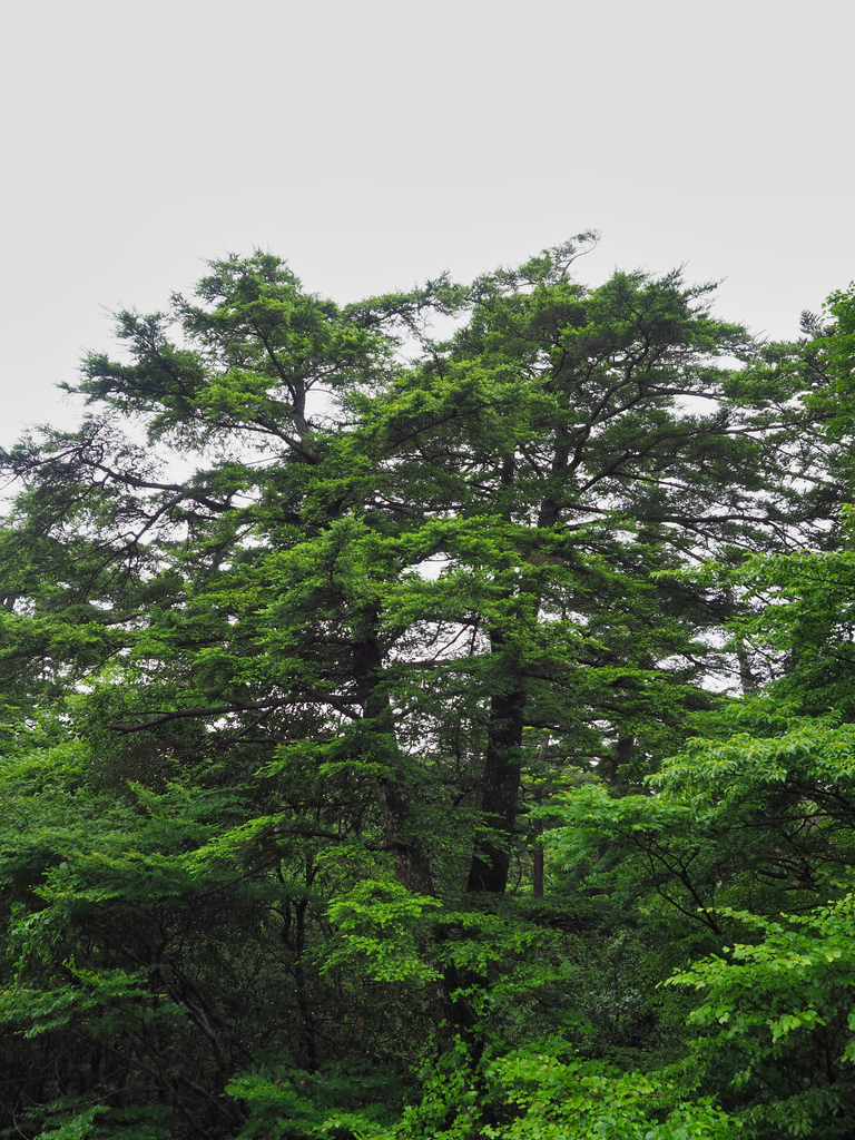 Tsuga sieboldii, Southern Japanese hemlock — upright evergreen (Pinaceae) (image 7 of 10)