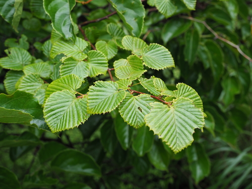 Corylopsis glabrescens (Fragrant Winter Hazel)