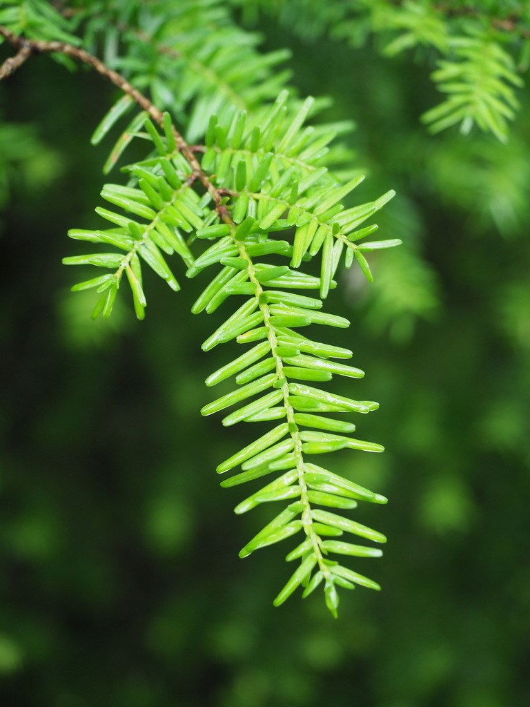 Tsuga sieboldii, Southern Japanese hemlock — upright evergreen (Pinaceae) (image 8 of 10)