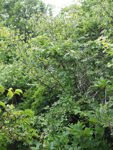 Corylopsis glabrescens (Fragrant Winter Hazel) (alternate view 2)