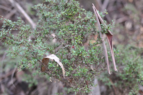 Coprosma quadrifida (Prickly Currant-Bush) (alternate view 7)