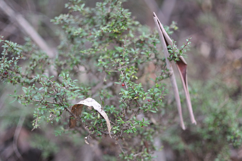 Coprosma quadrifida (Prickly Currant-Bush) (alternate view 6)