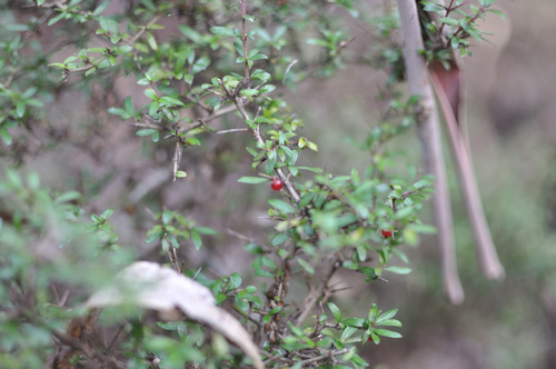 Coprosma quadrifida (Prickly Currant-Bush) (alternate view 5)