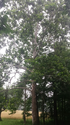 Platanus occidentalis (American Sycamore)