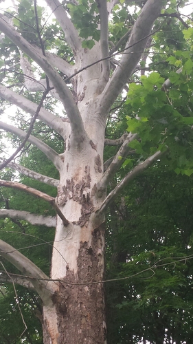 Platanus occidentalis (American Sycamore)