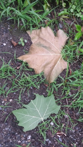 Platanus occidentalis (American Sycamore)
