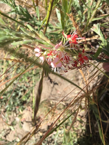 Oenothera suffrutescens (Scarlet Beeblossom) (alternate view 5)