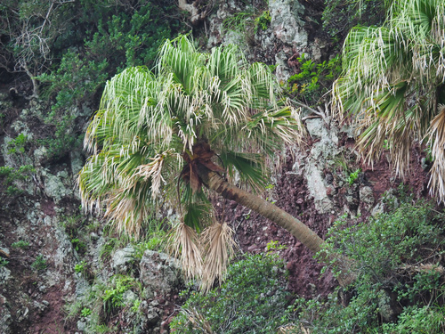 Livistona chinensis (Chinese Fan Palm)