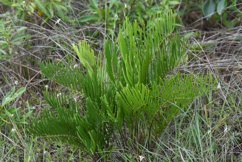 Zamia integrifolia (Coontie Palm)