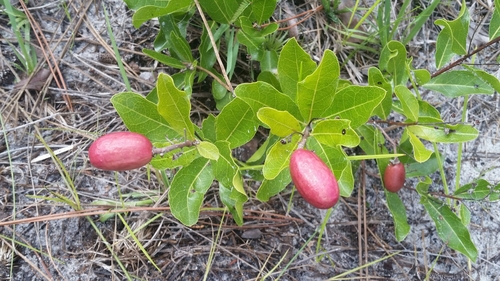 Geobalanus oblongifolius (Gopher apple)