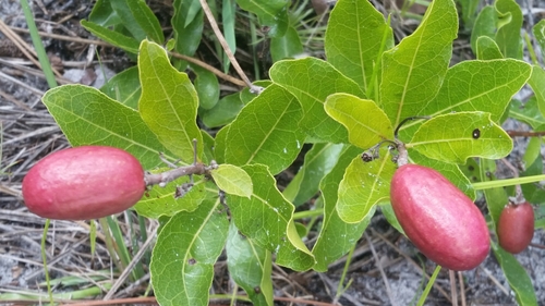 Geobalanus oblongifolius (Gopher apple) (alternate view 2)