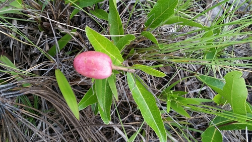 Geobalanus oblongifolius (Gopher apple) (alternate view 3)