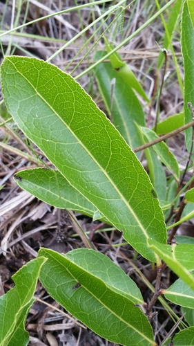 Geobalanus oblongifolius (Gopher apple) (alternate view 4)