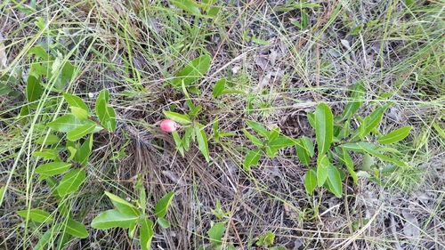 Geobalanus oblongifolius (Gopher apple) (alternate view 5)