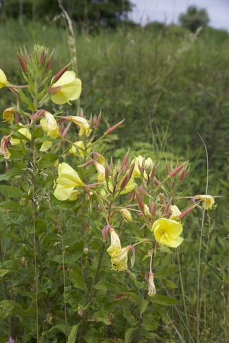 Oenothera glazioviana (Large-flowered Evening-primrose)