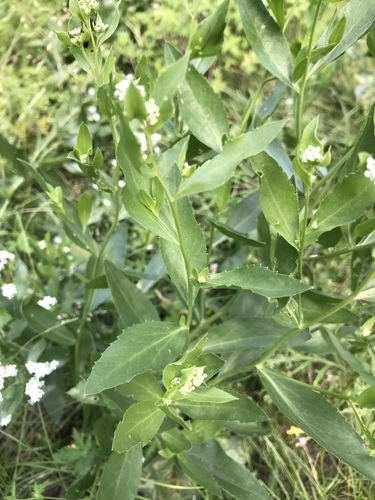 Lepidium latifolium (perennial pepperweed)