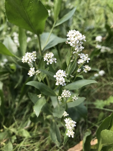 Lepidium latifolium (perennial pepperweed)